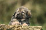 DOGUE DU TIBET 408